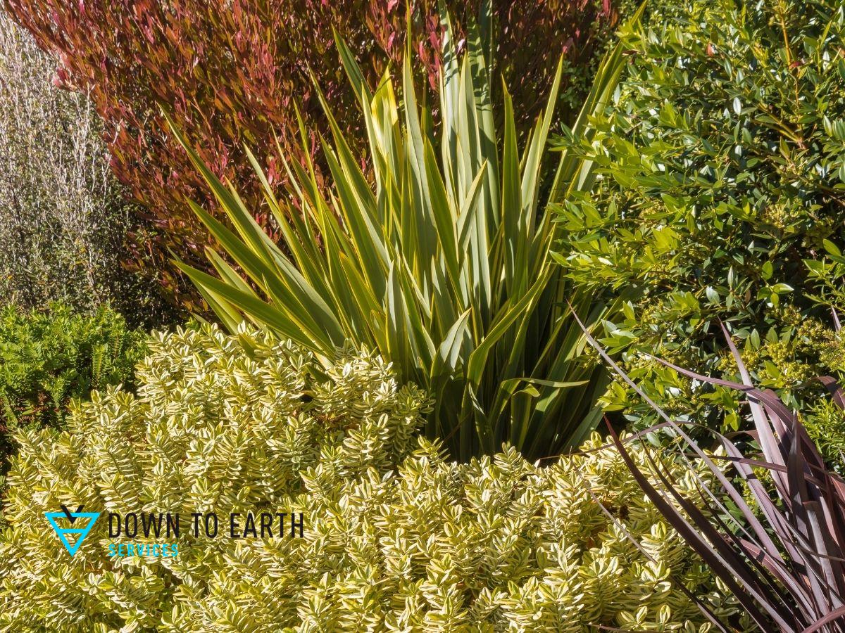 naturescape landscaping